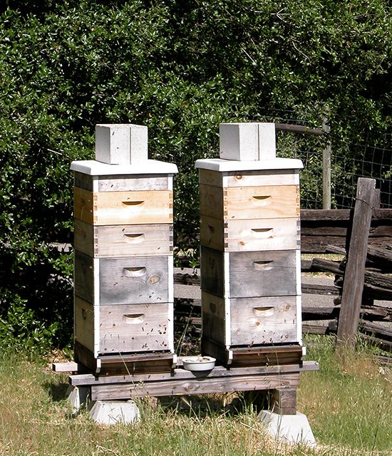 Beehives and Big Dream Ranch honey