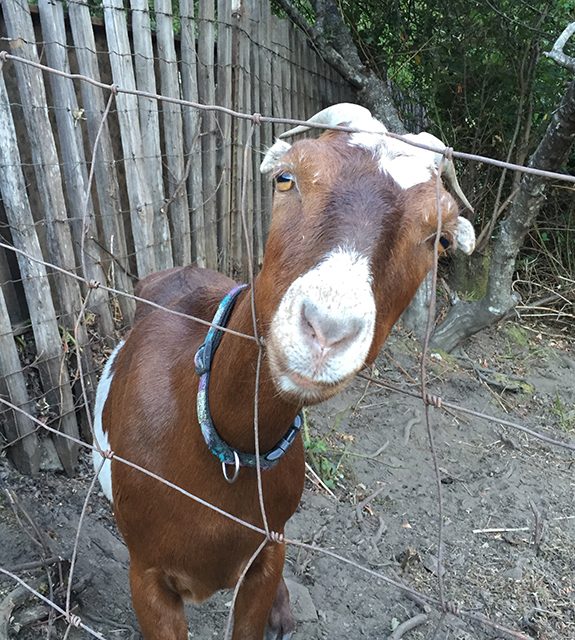Goats and the Goat Palace