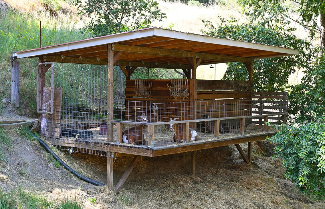 Goats and the Goat Palace