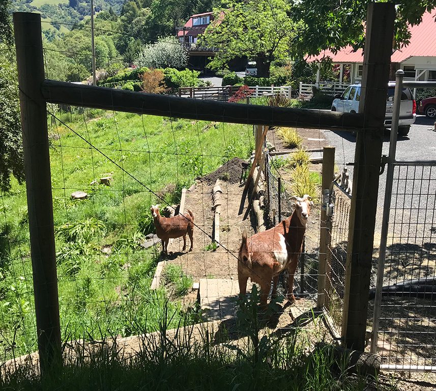 Goats and the Goat Palace