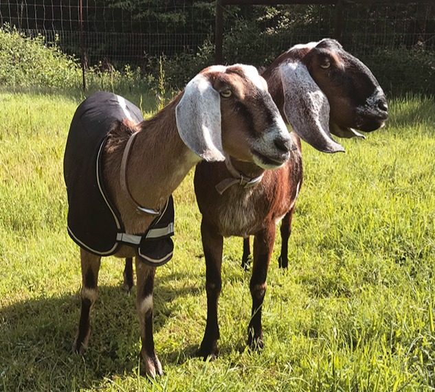 Goats and the Goat Palace