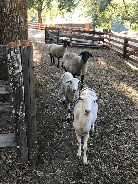 Sheep and the original Sheep Barn