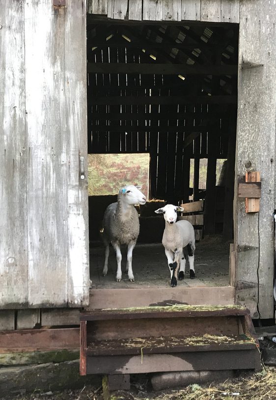 Sheep and the original Sheep Barn
