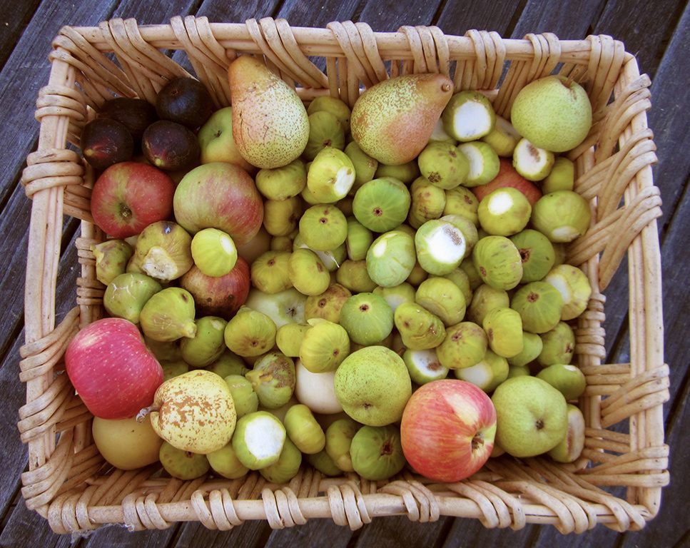 Canning and preserving at the Foodshed