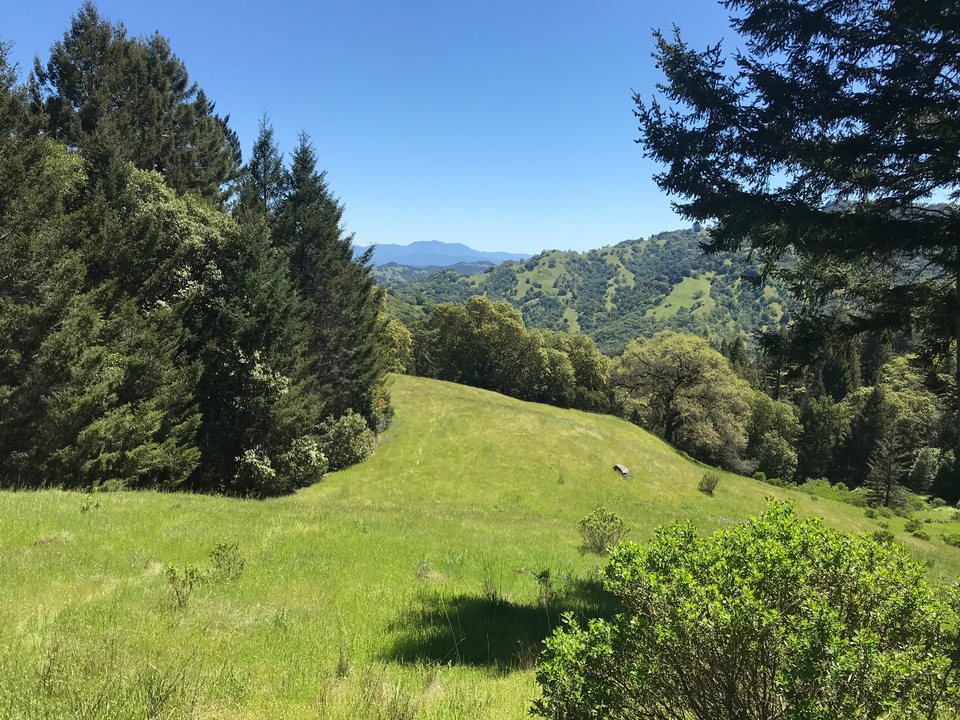 Green hillside and forest