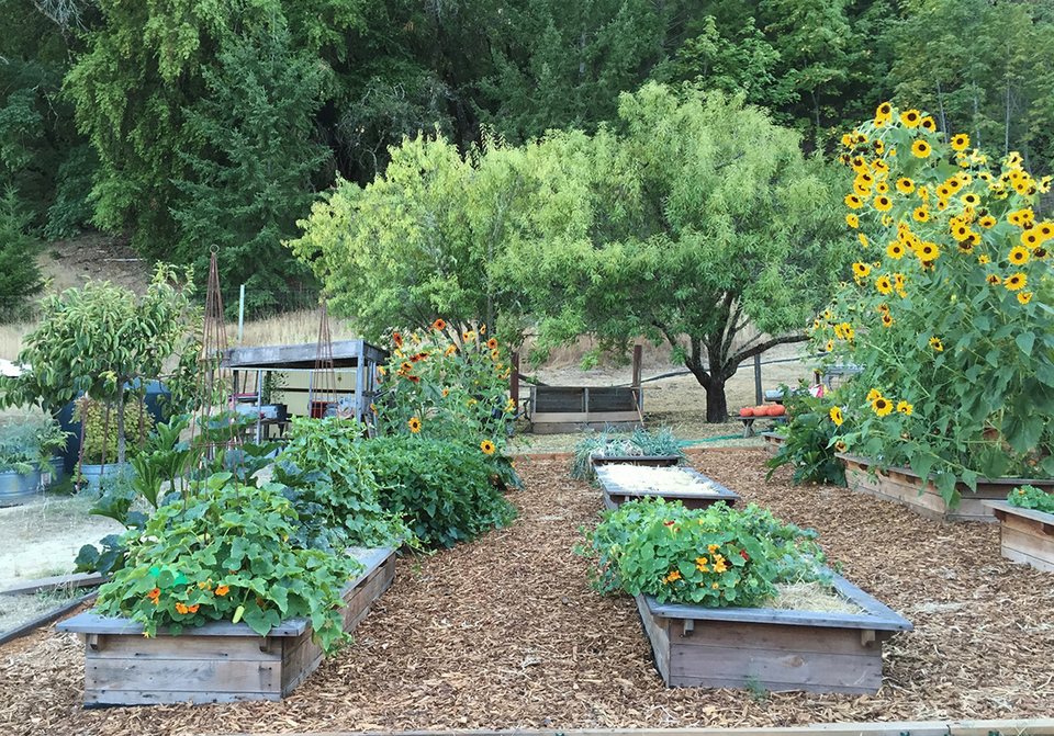 Raised vegetable beds and sunflowers